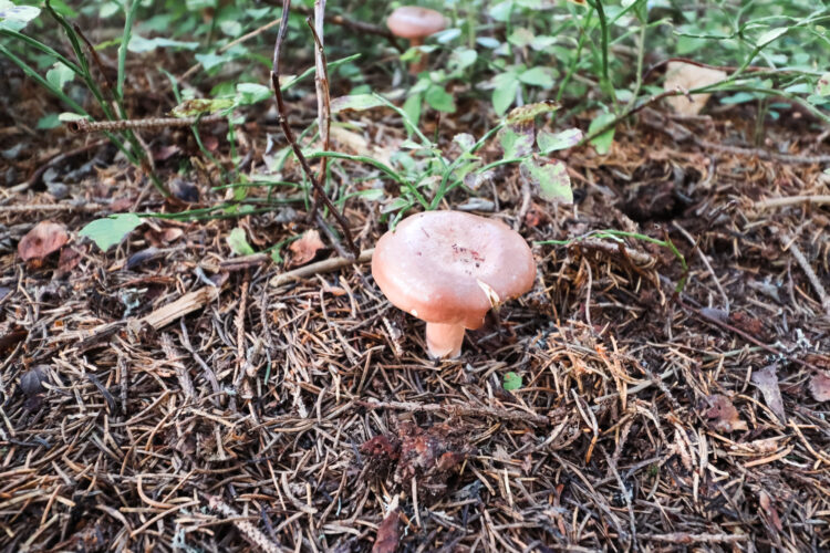 Fruits of the forest, Slovakia 2018-72