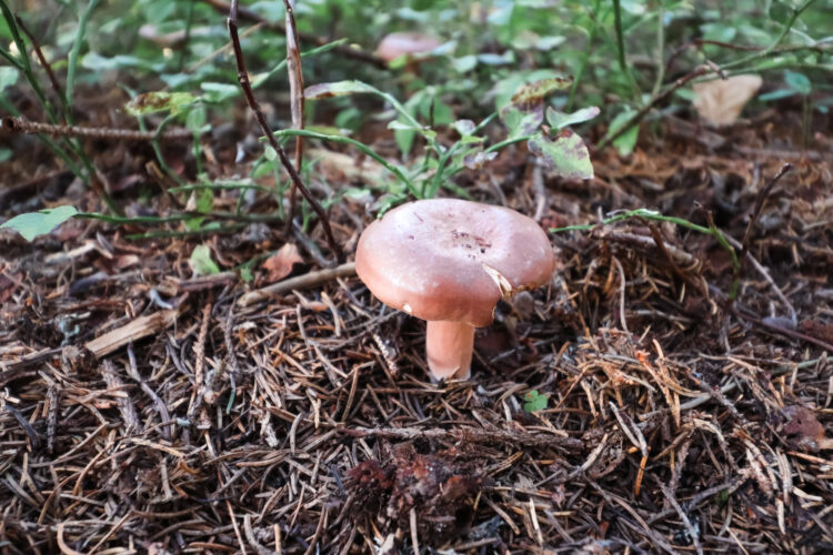 Fruits of the forest, Slovakia 2018-73