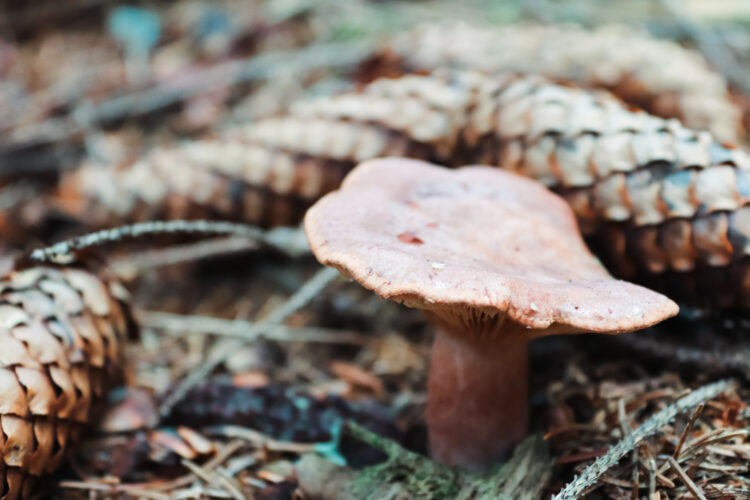 Fruits of the forest, Slovakia 2018-8