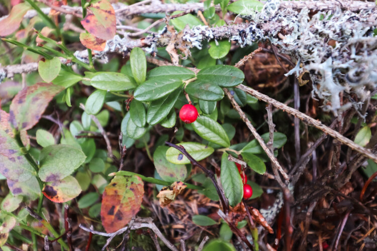 Fruits of the forest, Slovakia 2018-81