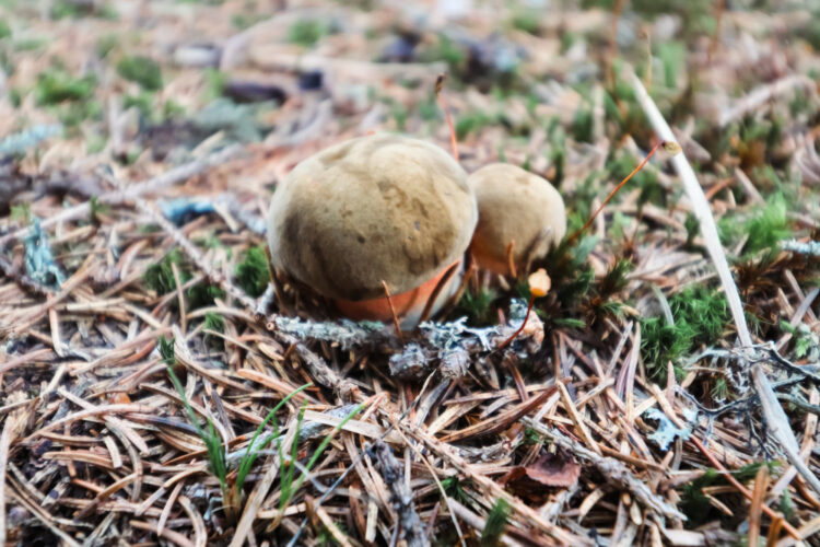 Fruits of the forest, Slovakia 2018-82