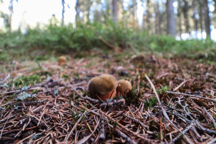 Fruits of the forest, Slovakia 2018-83