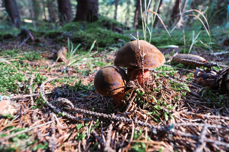 Fruits of the forest, Slovakia 2018-86