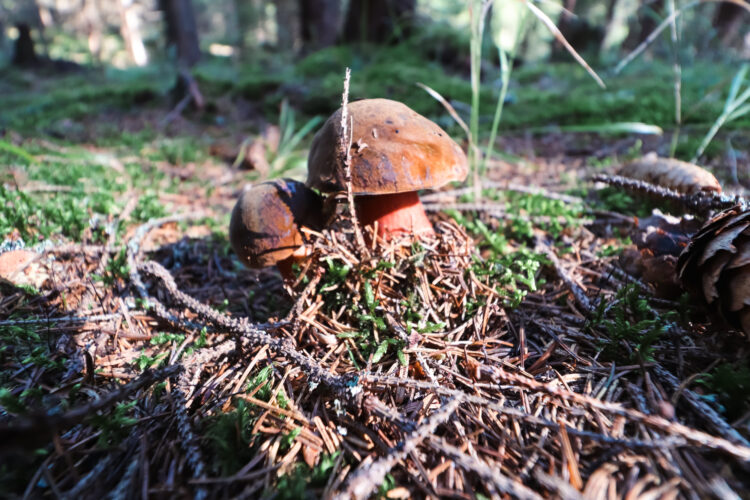 Fruits of the forest, Slovakia 2018-87