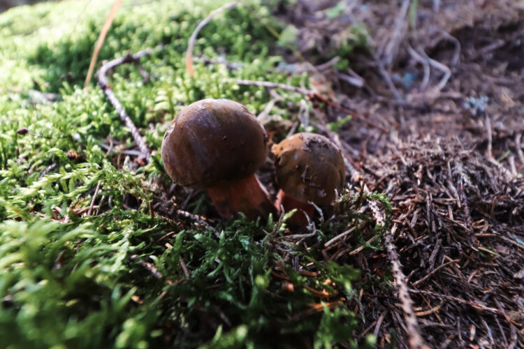 Fruits of the forest, Slovakia 2018-89