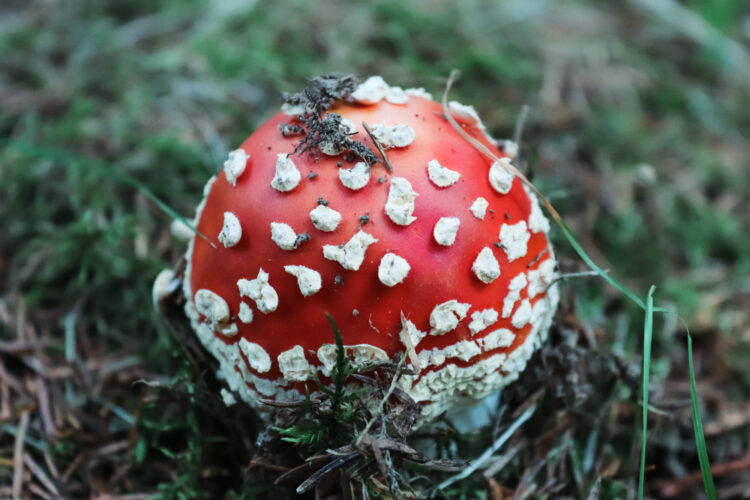 Fruits of the forest, Slovakia 2018-9