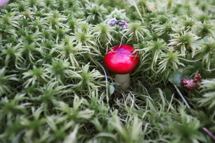 Fruits of the forest, Slovakia 2018-90