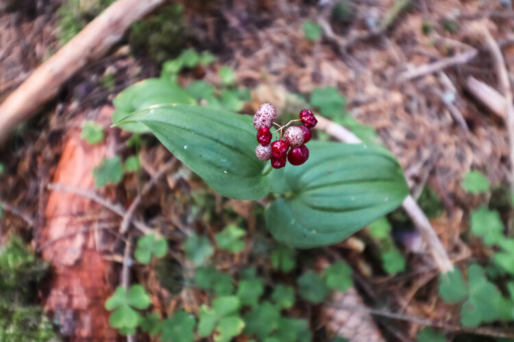 Fruits of the forest, Slovakia 2018-91