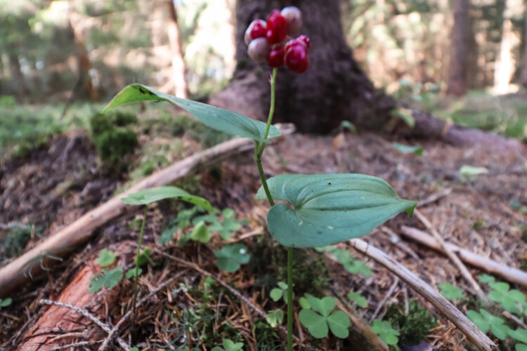 Fruits of the forest, Slovakia 2018-92