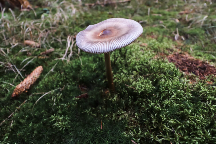 Fruits of the forest, Slovakia 2018-93