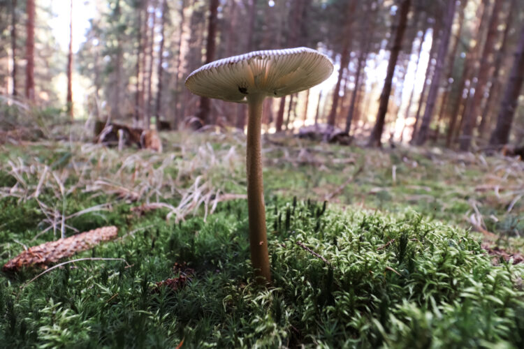 Fruits of the forest, Slovakia 2018-94