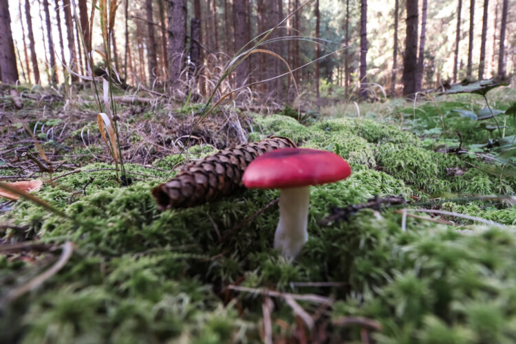 Fruits of the forest, Slovakia 2018-95