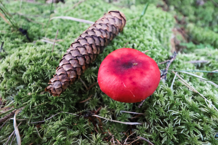 Fruits of the forest, Slovakia 2018-96