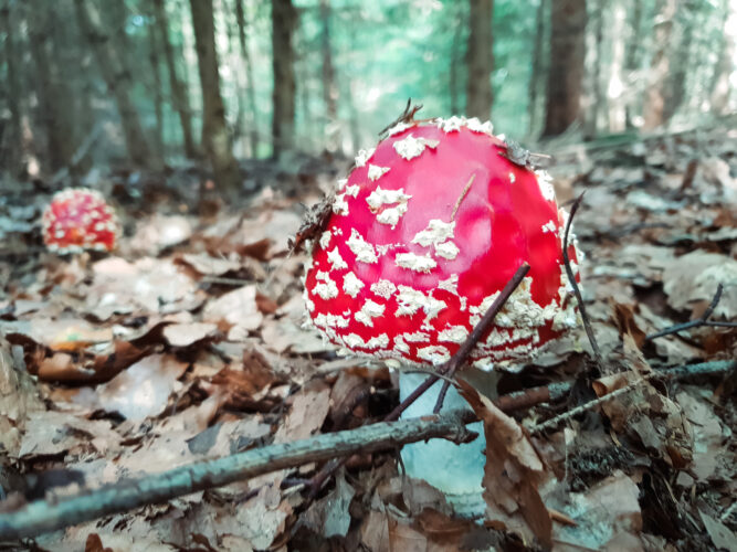 Fruits of the forest, Slovakia 2018-97