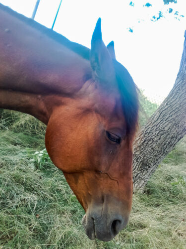 Horses, Zebras and Giraffes-3