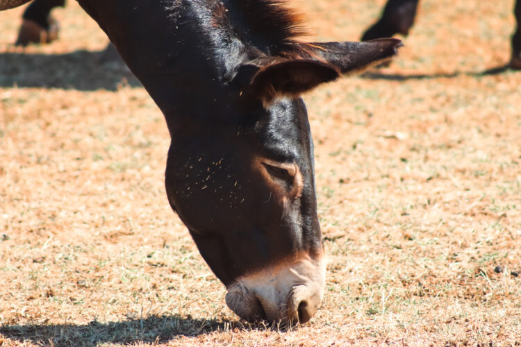 Horses, Zebras and Giraffes-8