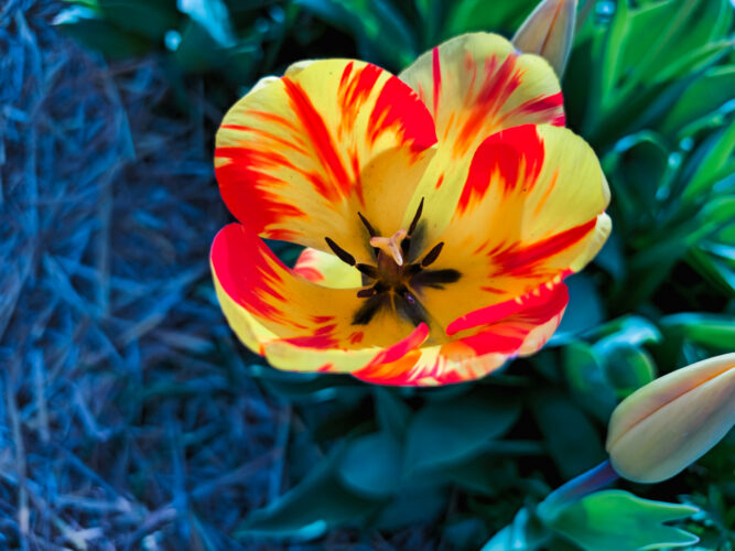 Tulips colors, Hugnary 2024-2