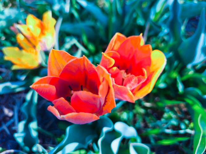 Tulips colors, Hugnary 2024-41