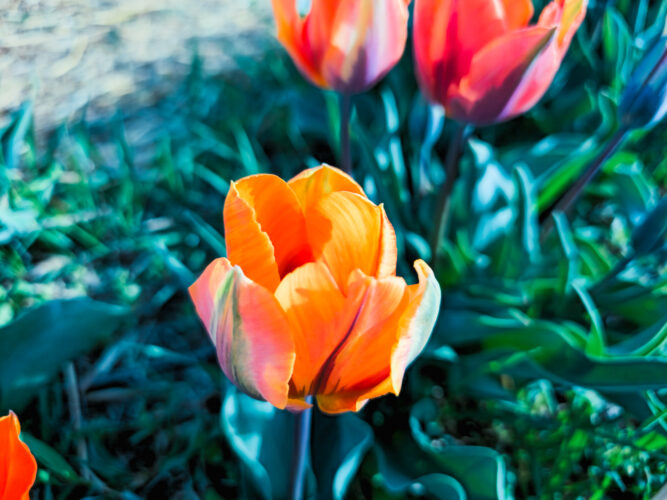 Tulips colors, Hugnary 2024-42