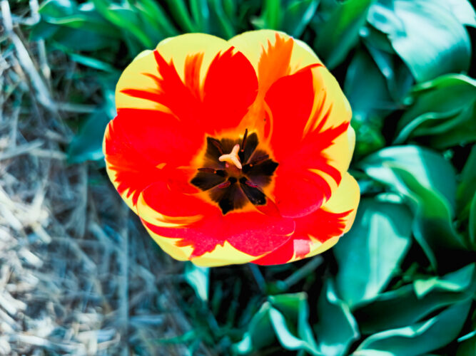 Tulips colors, Hugnary 2024-5