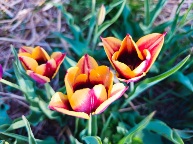 Tulips colors, Hugnary 2024-57