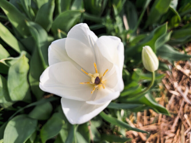 Tulips colors, Hugnary 2024-62