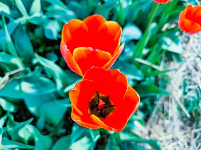 Tulips colors, Hugnary 2024-63