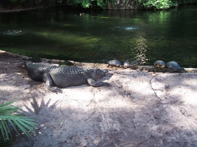 Turtles and Crocodiles-4