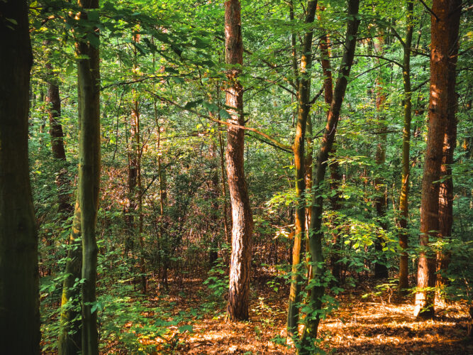 Prosek Rock and Forest Prague Czechia 2024-08