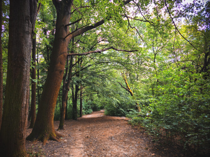 Prosek Rock and Forest Prague Czechia 2024-16