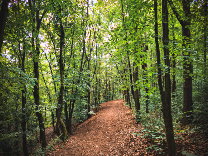 Prosek Rock and Forest Prague Czechia 2024-17