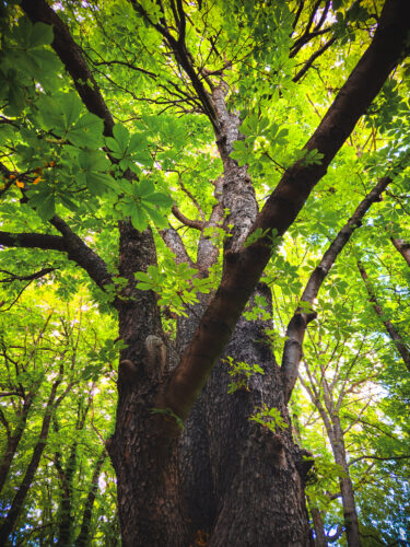 Prosek Rock and Forest Prague Czechia 2024-26