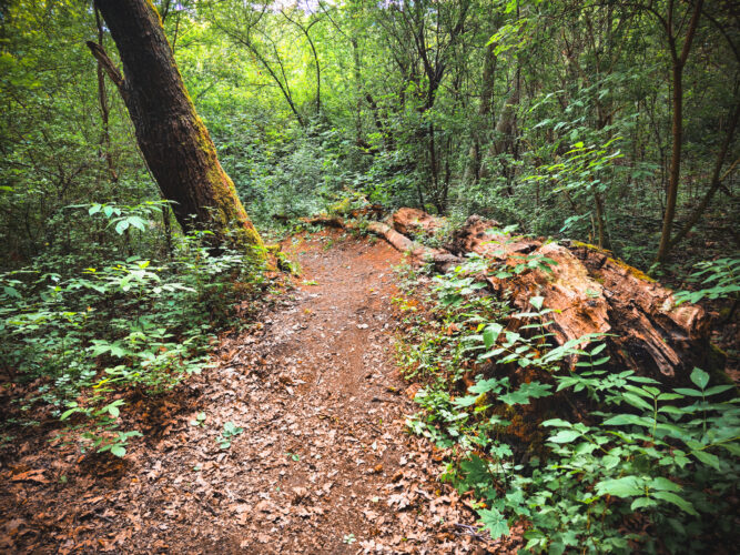 Prosek Rock and Forest Prague Czechia 2024-45